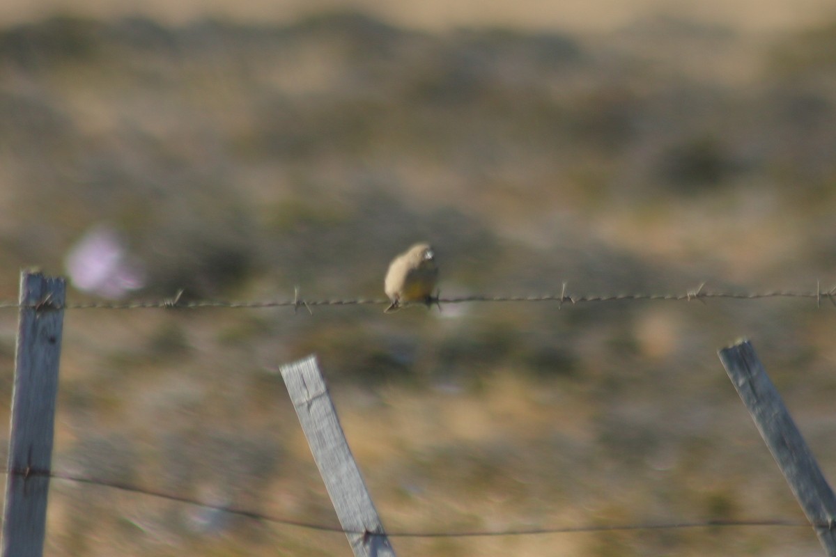 Patagonian Yellow-Finch - ML632470615