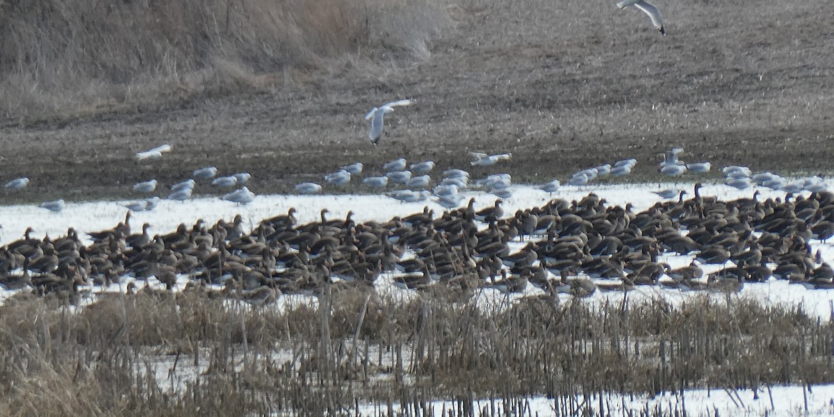 Greater White-fronted Goose - ML632470781