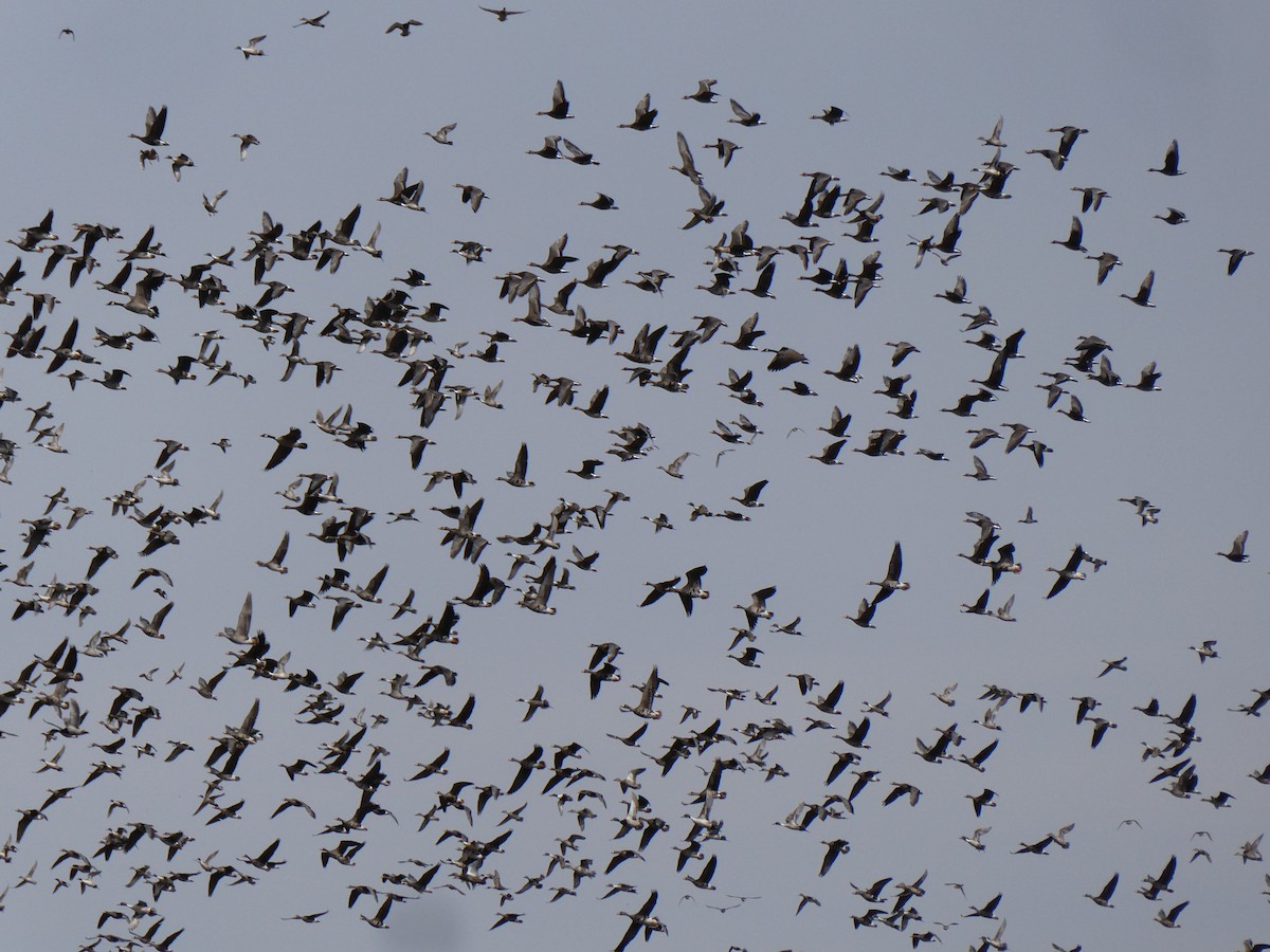 Greater White-fronted Goose - ML632470790