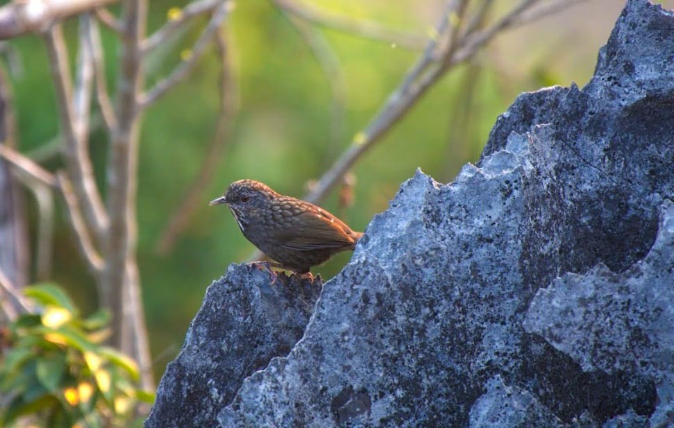 Annam Limestone Babbler - ML632470796