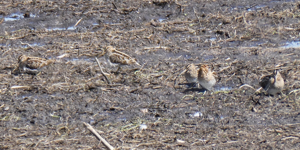 Wilson's Snipe - ML632470828