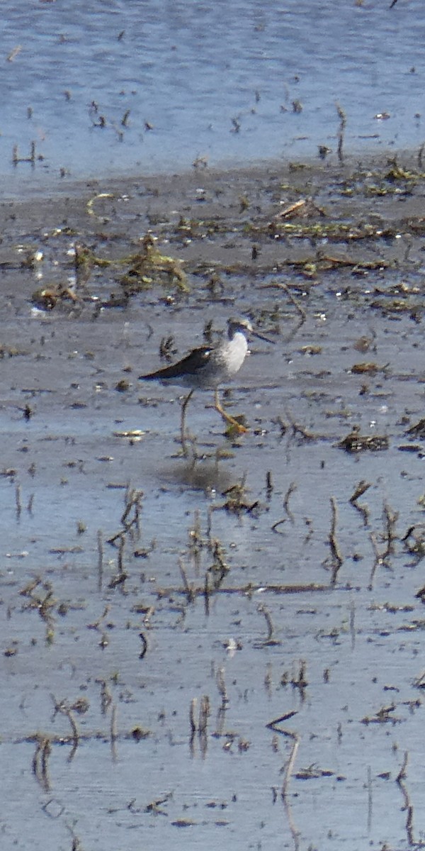 Greater Yellowlegs - ML632470837