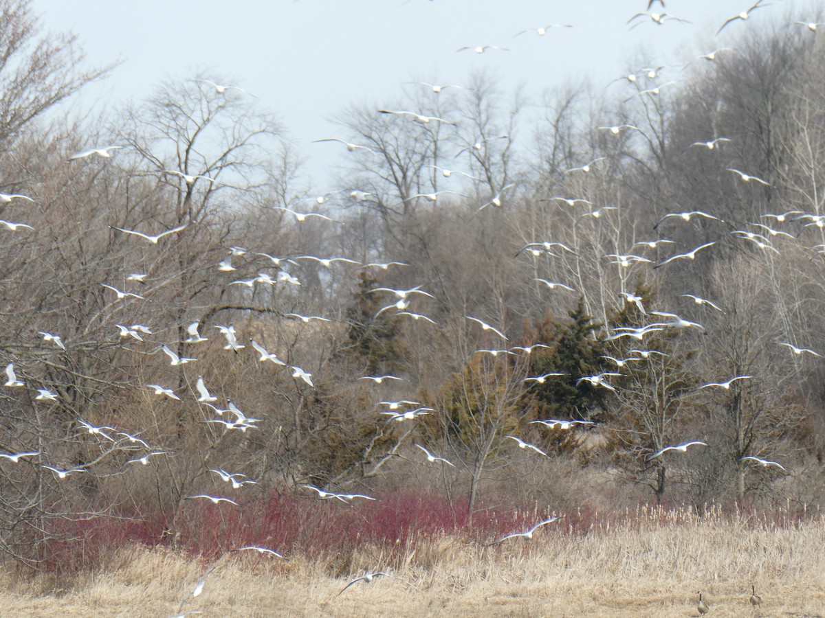 Ring-billed Gull - ML632470855