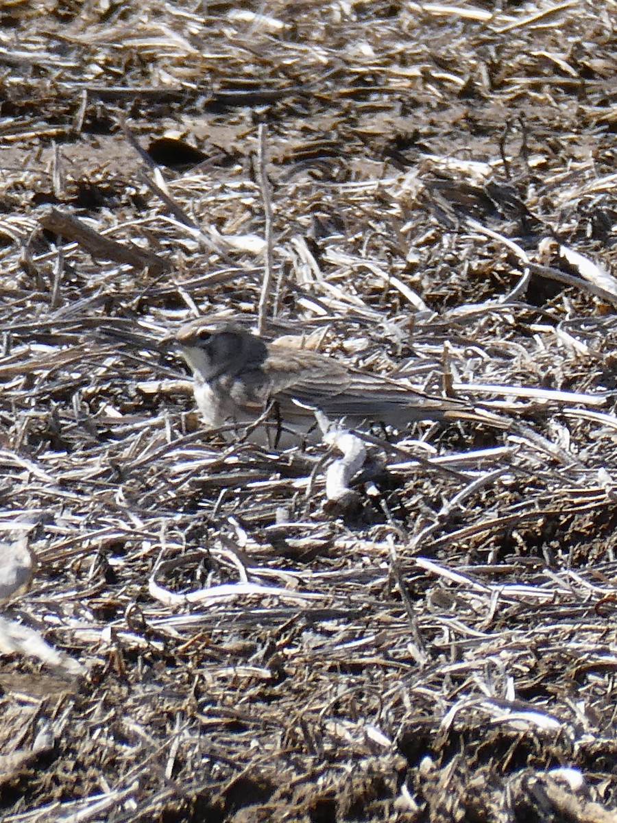 Horned Lark - ML632470882