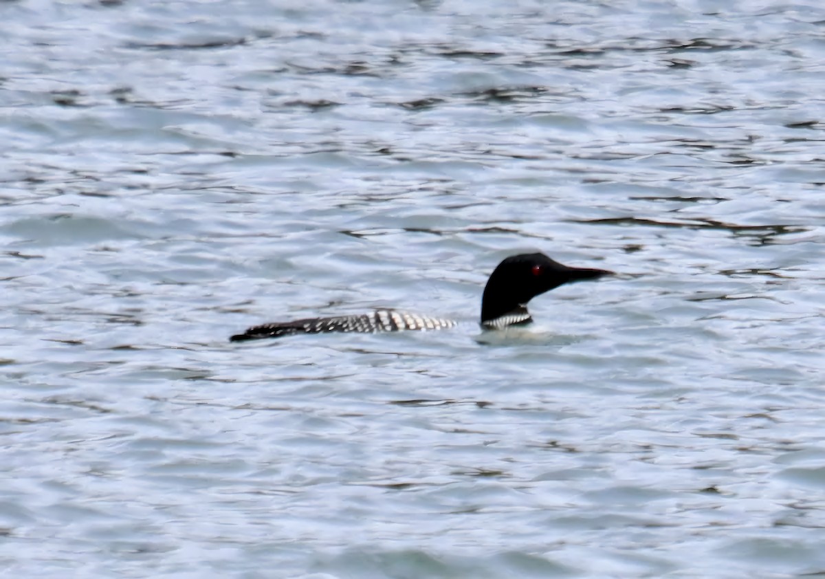 Common Loon - ML632470900