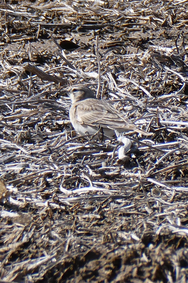 Horned Lark - ML632470913