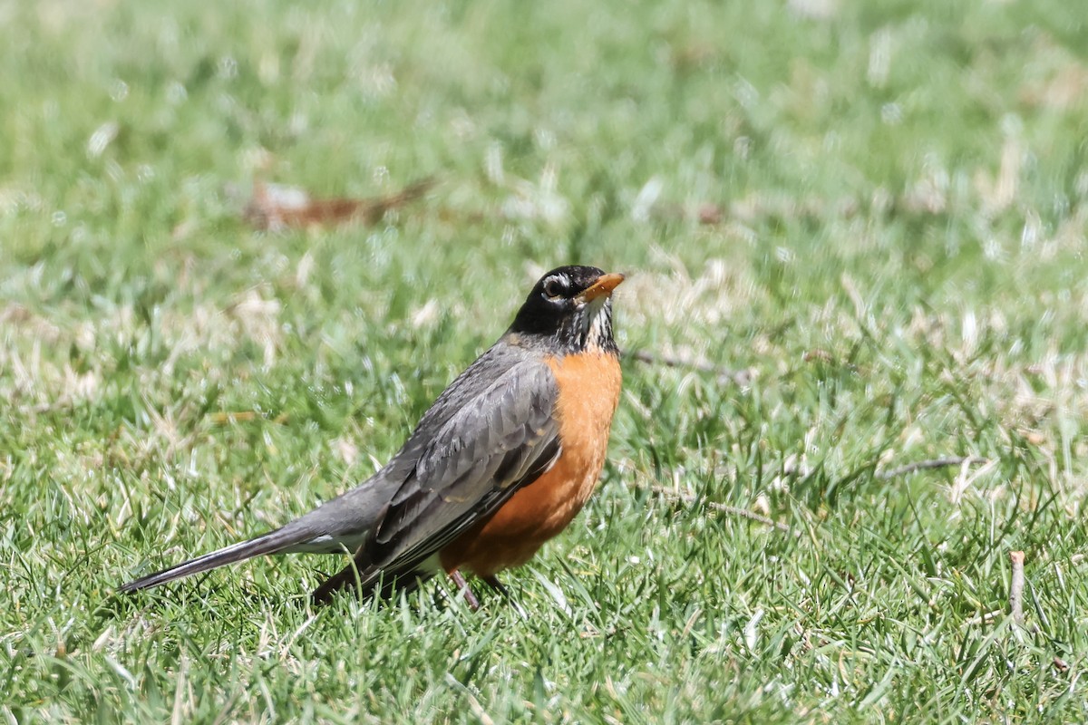 American Robin - ML632471012