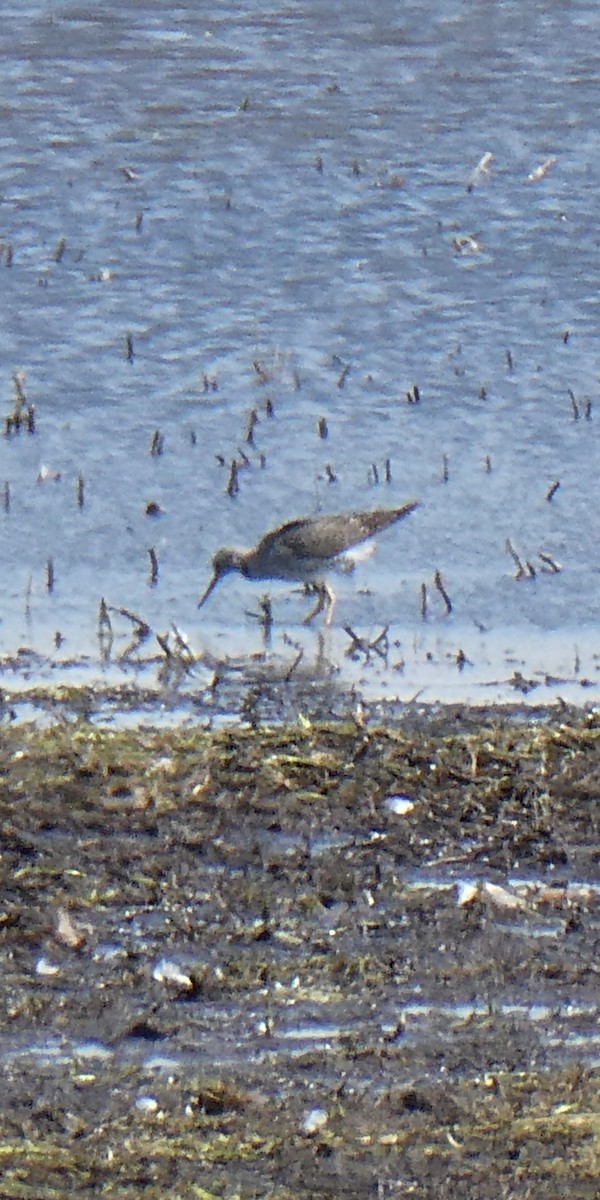 Greater Yellowlegs - ML632471046