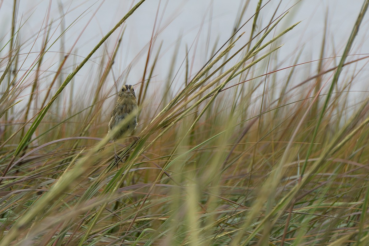 Nelson's Sparrow (Atlantic Coast) - ML632471163