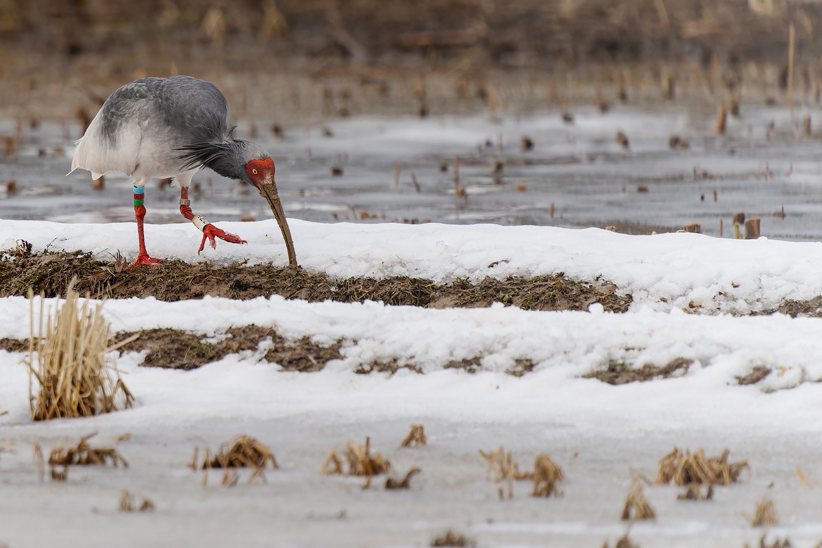 Crested Ibis - ML632471174