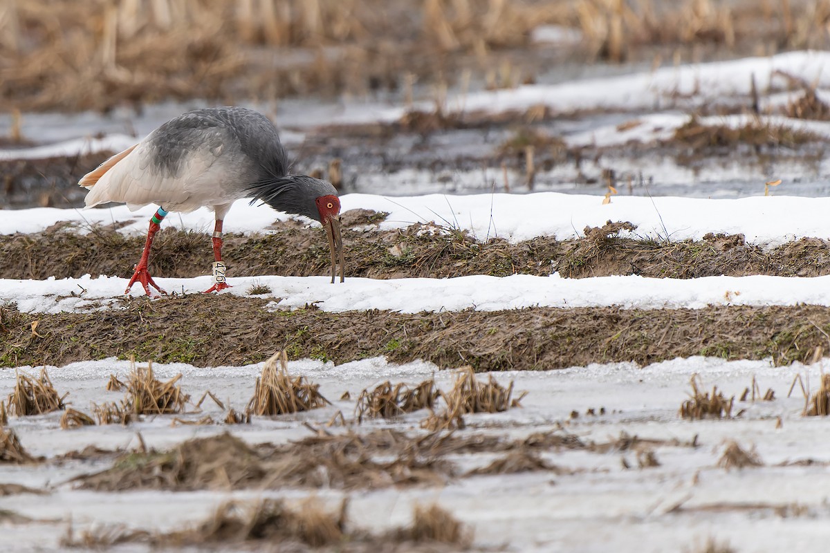 Crested Ibis - ML632471175
