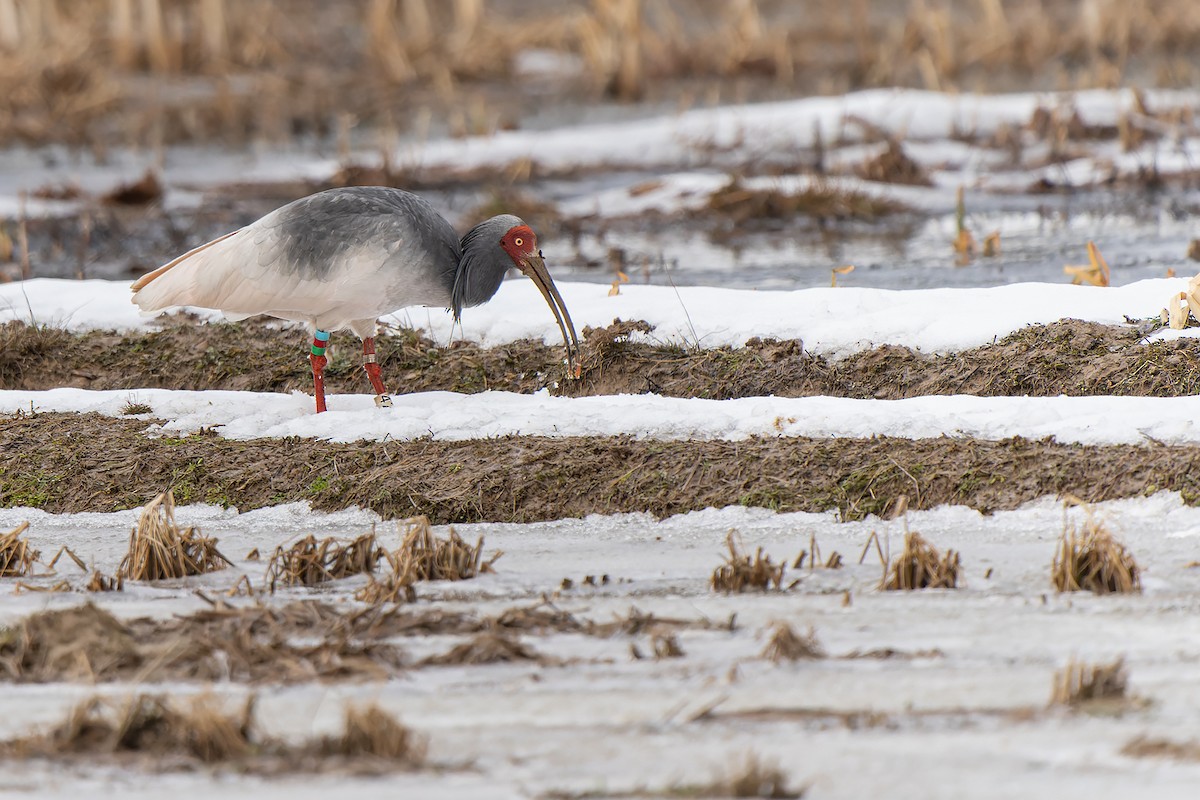 Crested Ibis - ML632471176