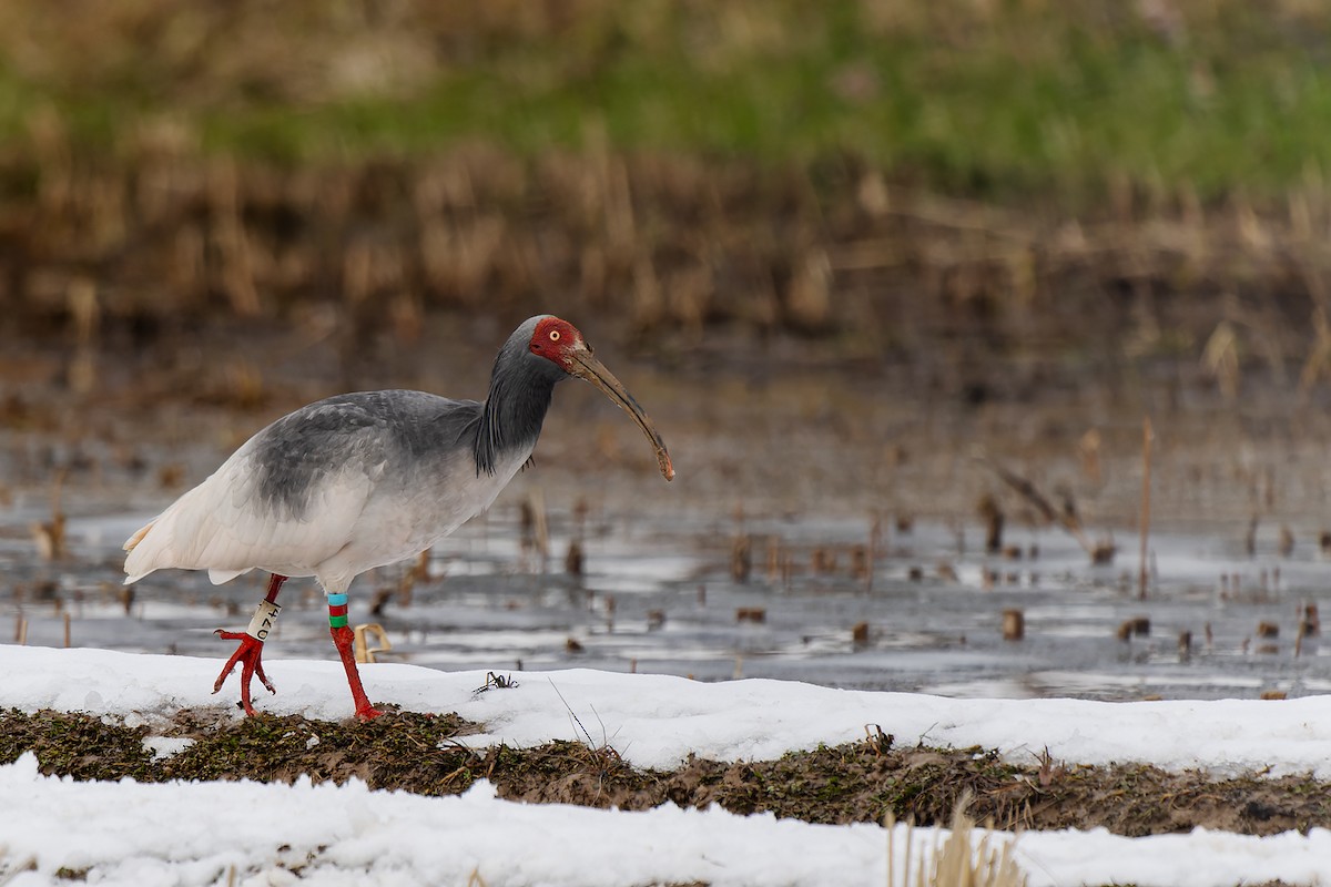 Crested Ibis - ML632471177