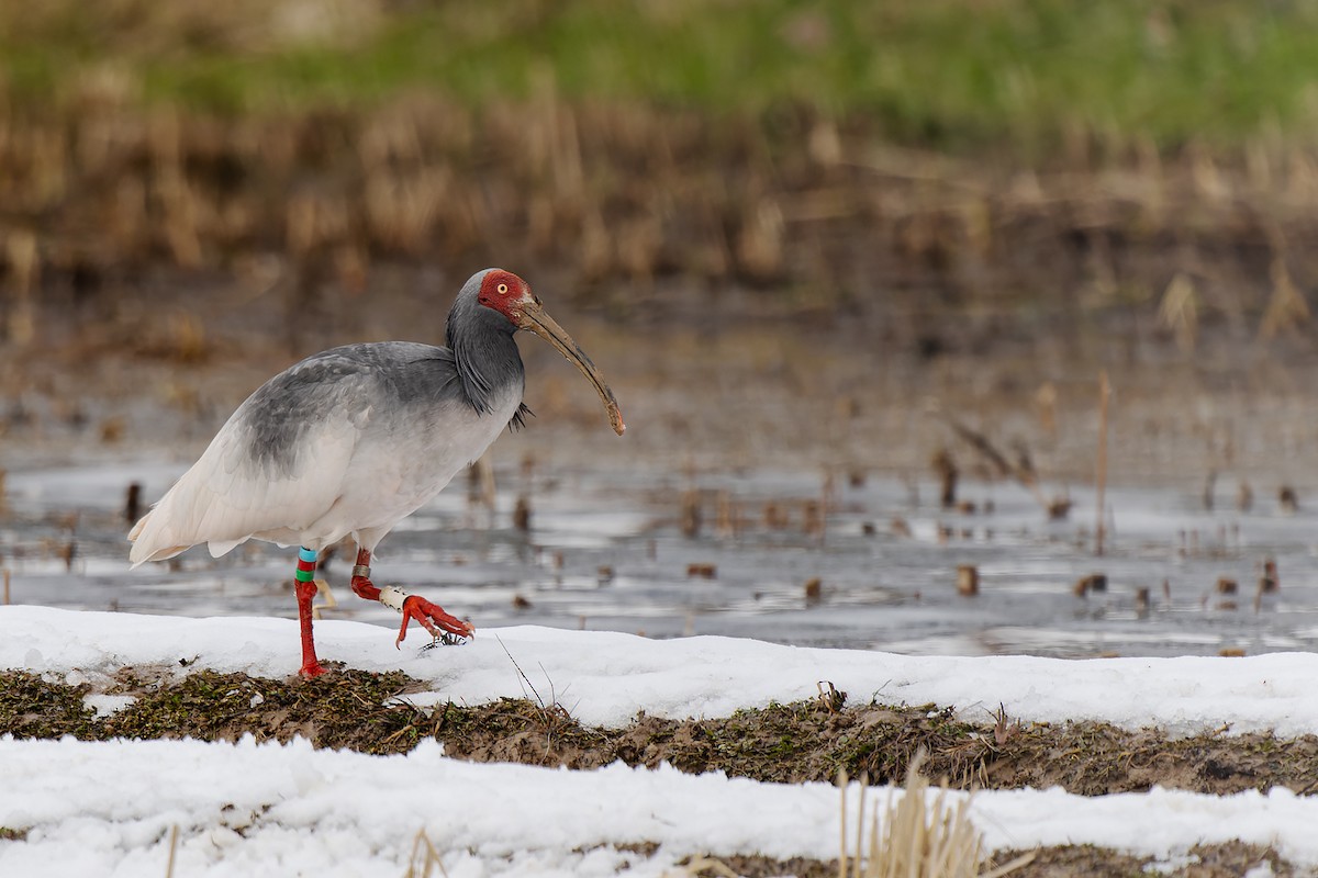 Crested Ibis - ML632471178
