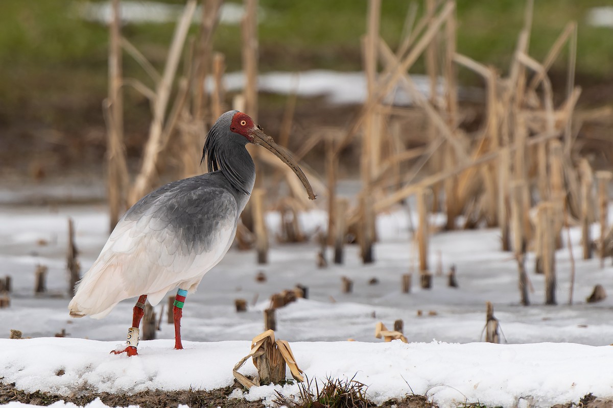 Crested Ibis - ML632471179