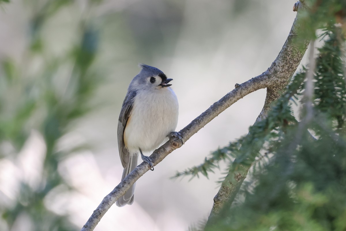 Tufted Titmouse - ML632471255
