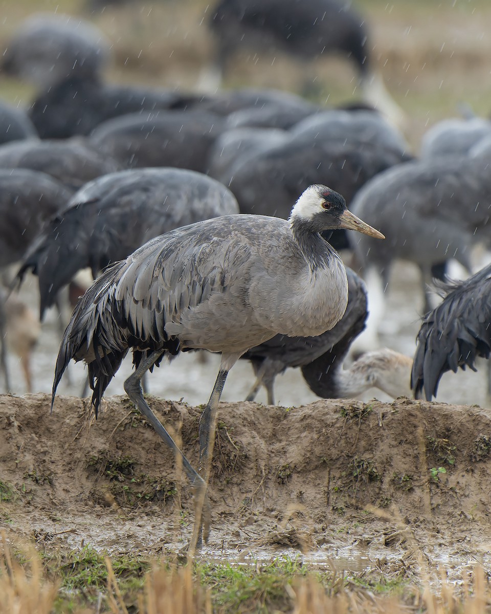 Common Crane - ML632471264