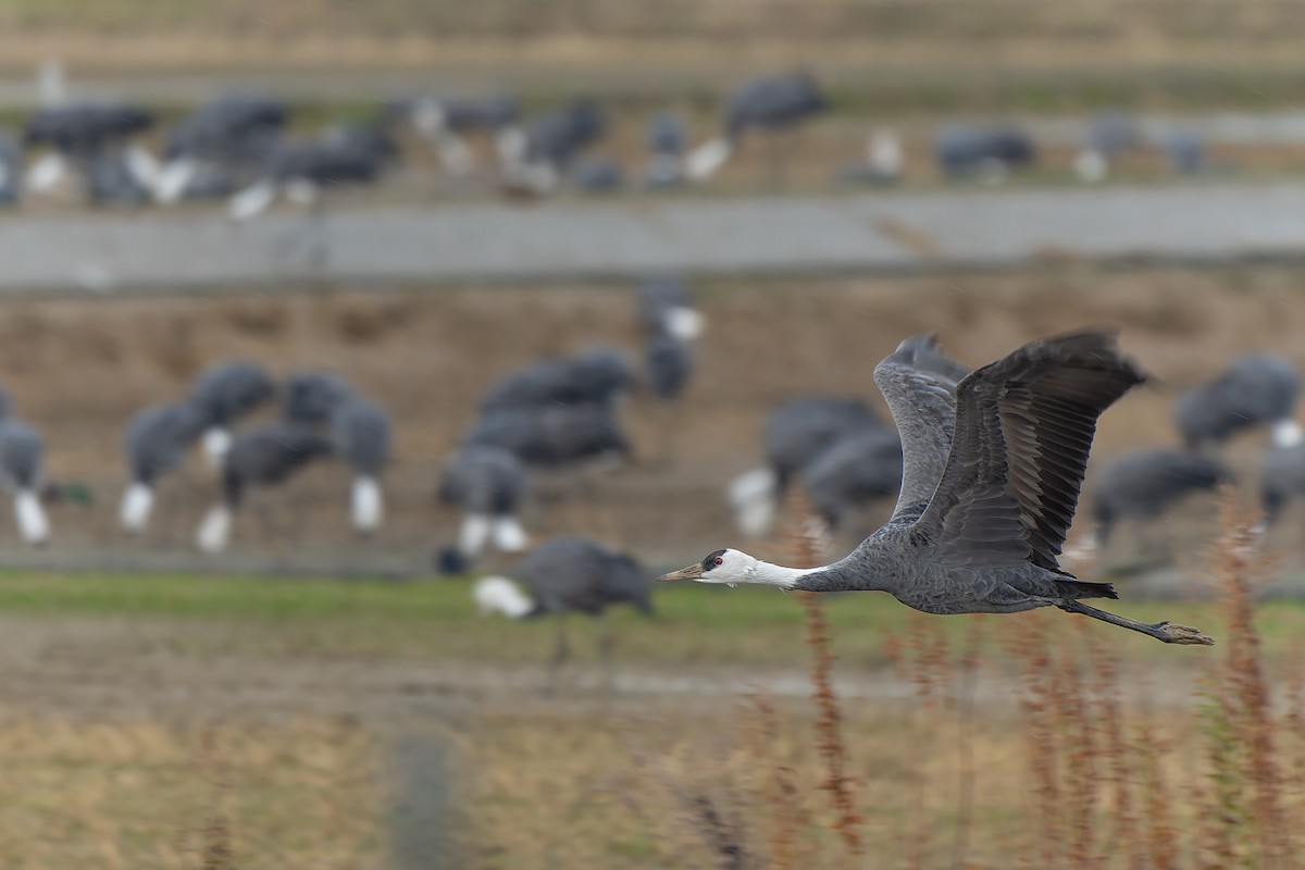 Hooded Crane - ML632471351
