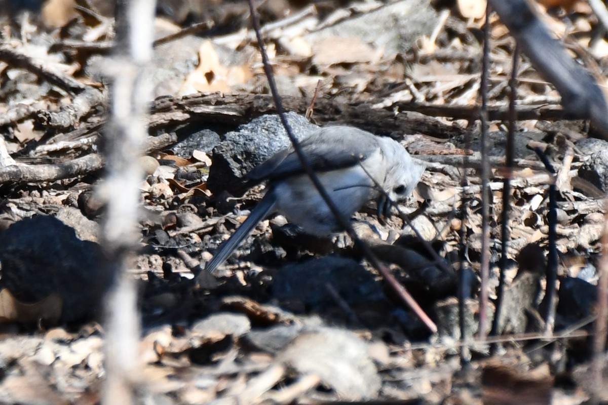 Tufted Titmouse - ML632471440