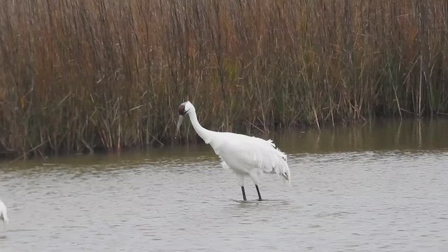 Whooping Crane - ML632471595