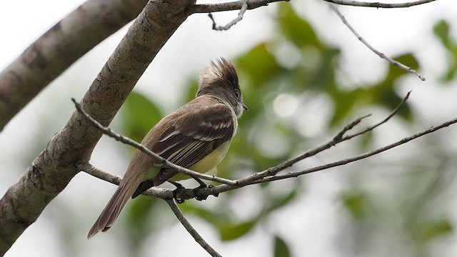 Yellow-bellied Elaenia - ML632471600