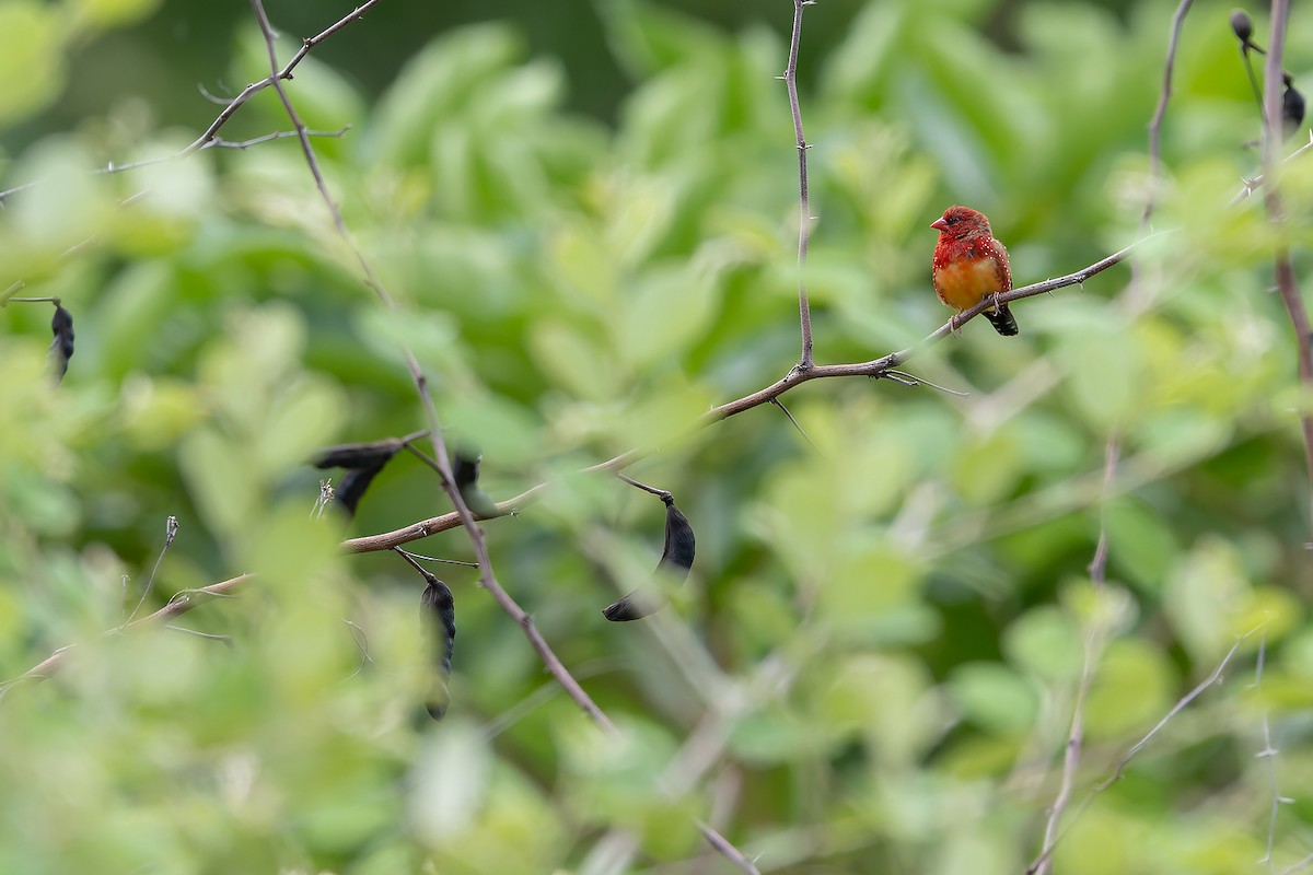 Red Avadavat (Yellow-bellied) - ML632471636