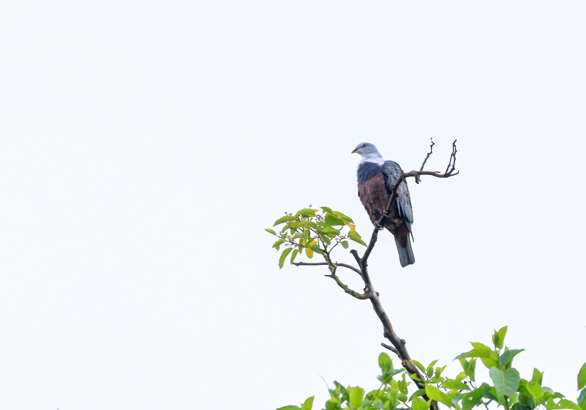 Spotted Imperial-Pigeon - ML632471643