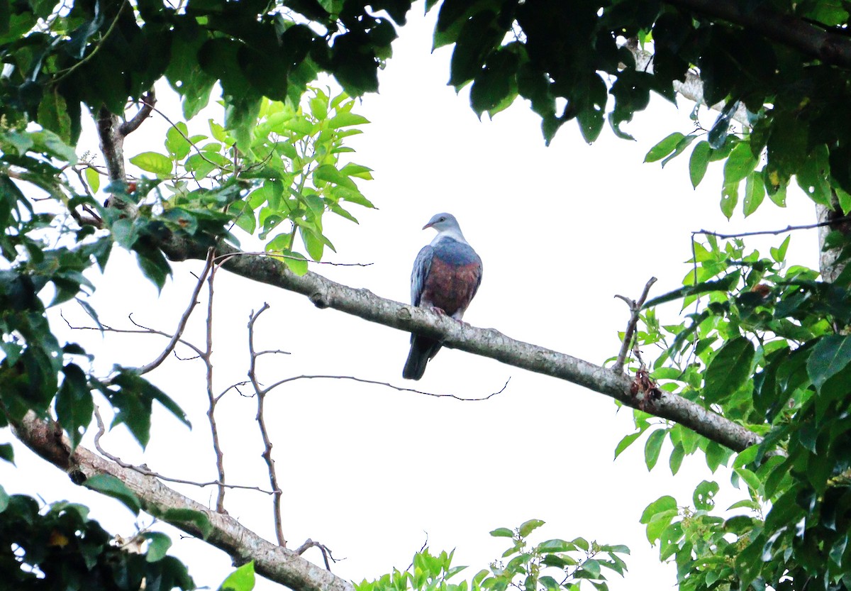 Spotted Imperial-Pigeon - ML632471644