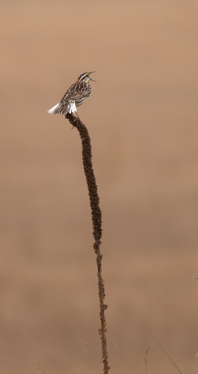Eastern Meadowlark - ML632471733