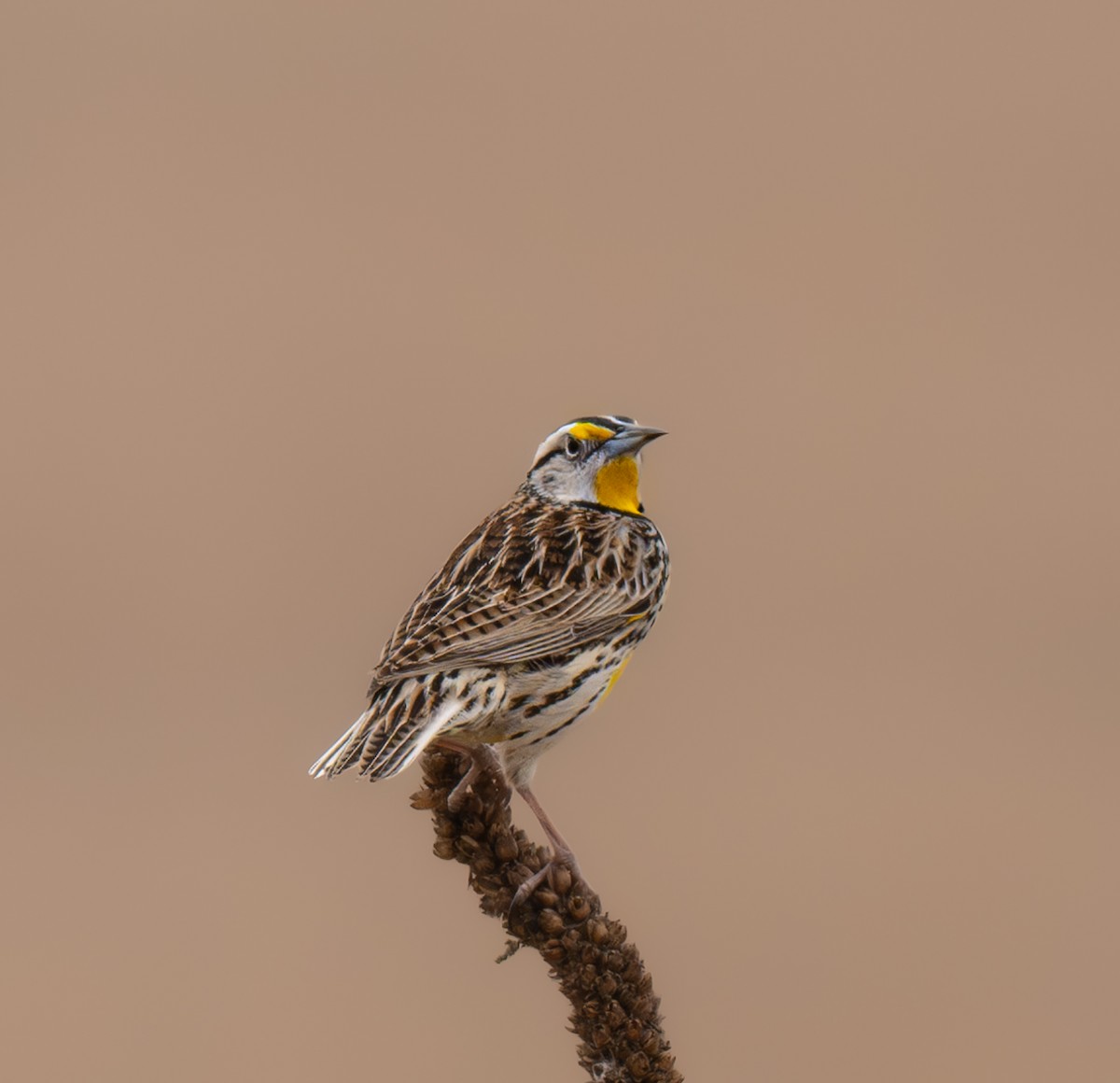 Eastern Meadowlark - ML632471745
