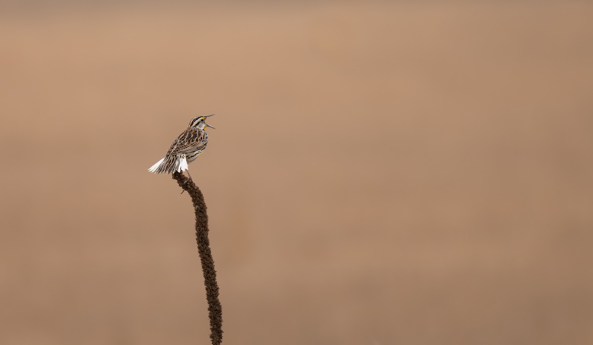 Eastern Meadowlark - ML632471751