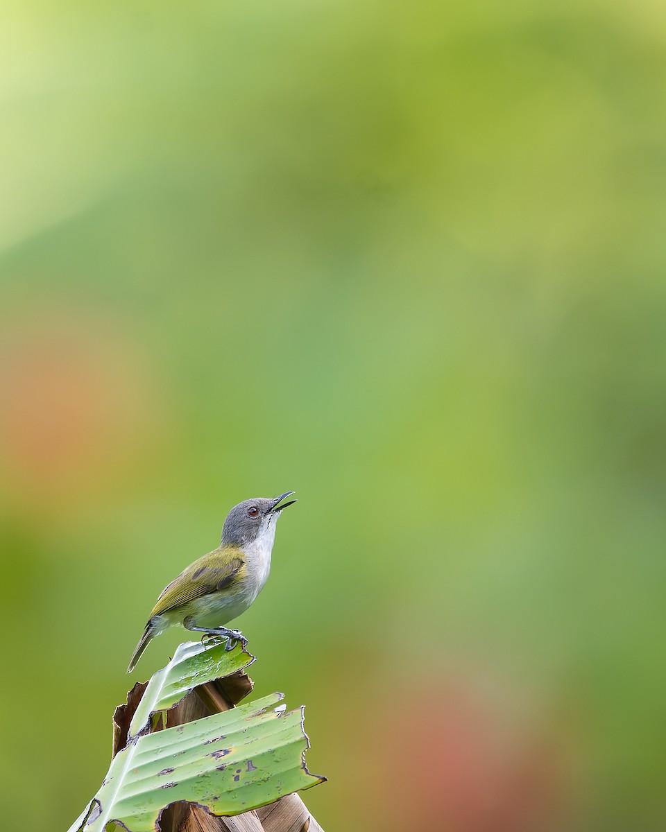 Green-backed Gerygone - ML632471933