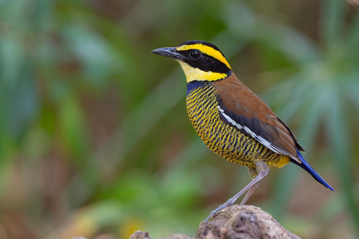 Javan Banded-Pitta - ML632471996