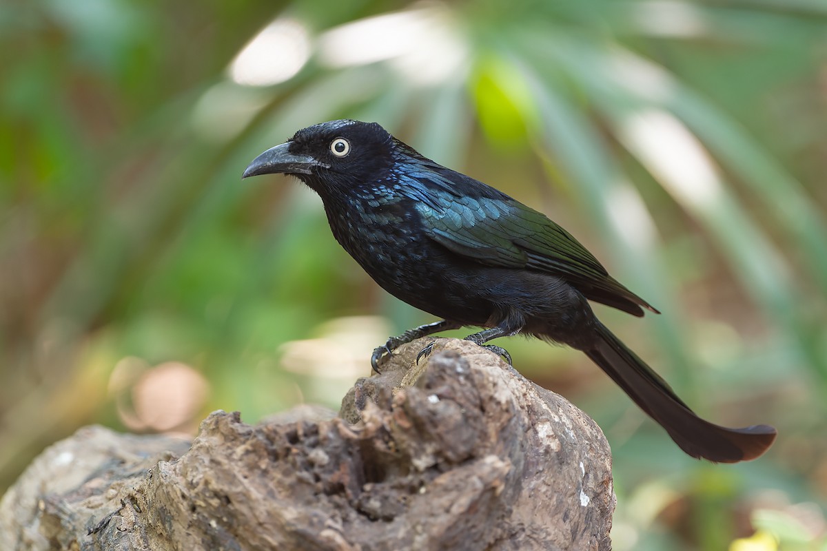 Hair-crested Drongo (Javan) - ML632472004