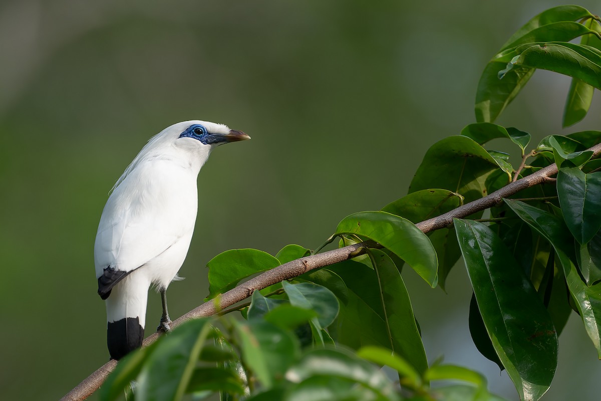 Bali Myna - ML632472017