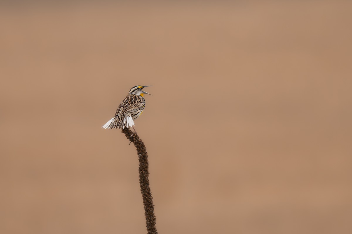 Eastern Meadowlark - ML632472063