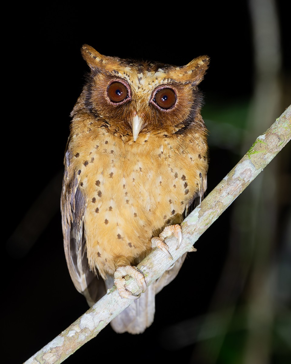 Reddish Scops-Owl - ML632472071