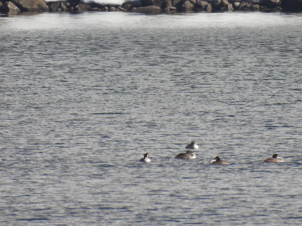 toppdykker - ML632472153