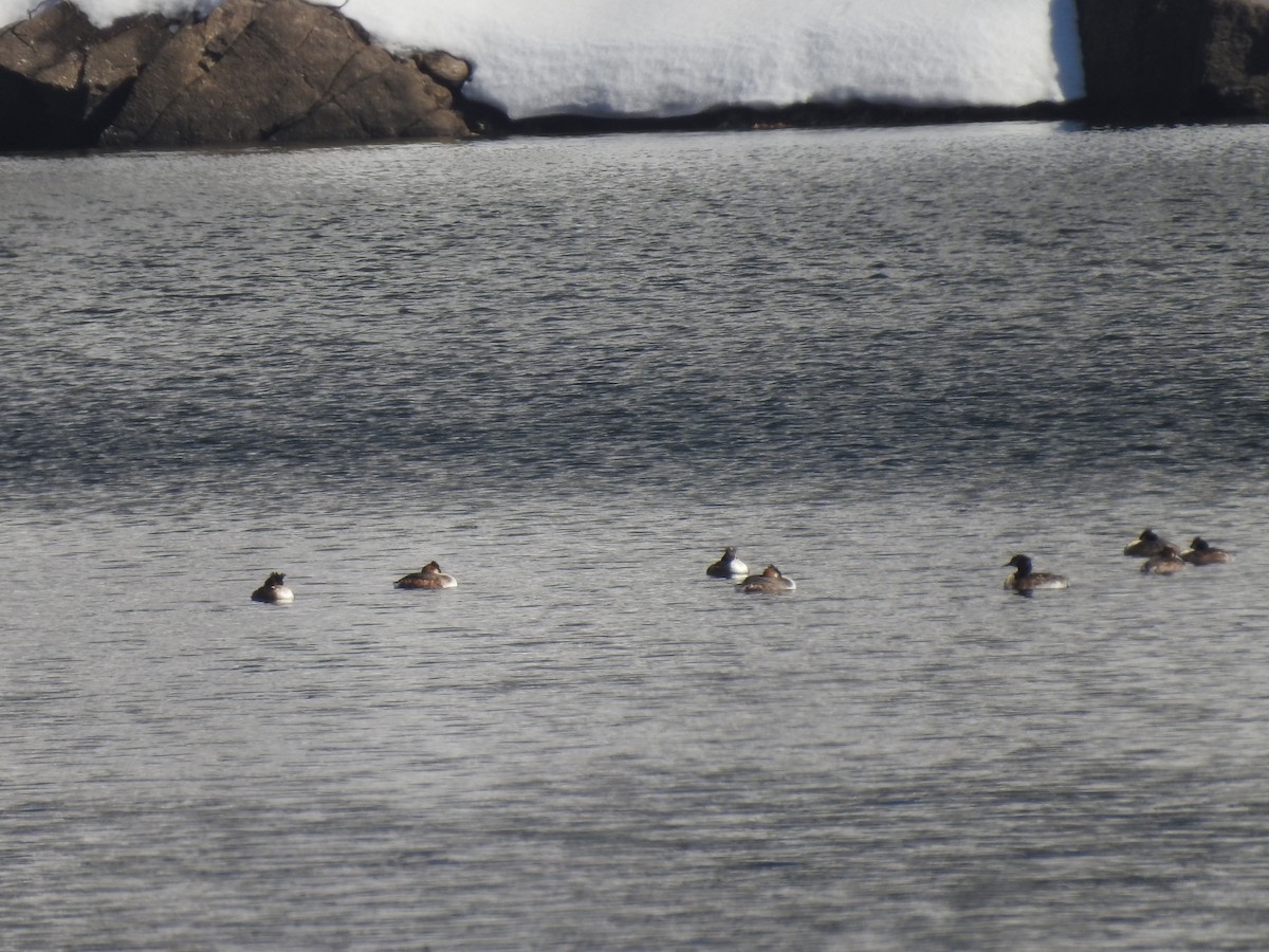 toppdykker - ML632472167