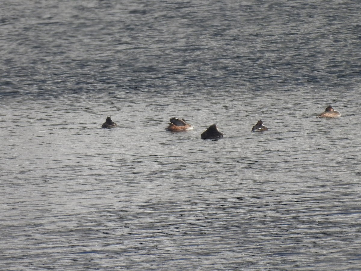 toppdykker - ML632472179