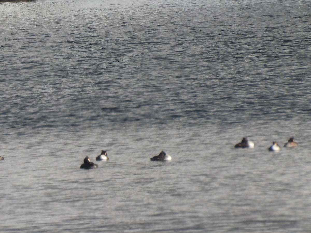 toppdykker - ML632472191