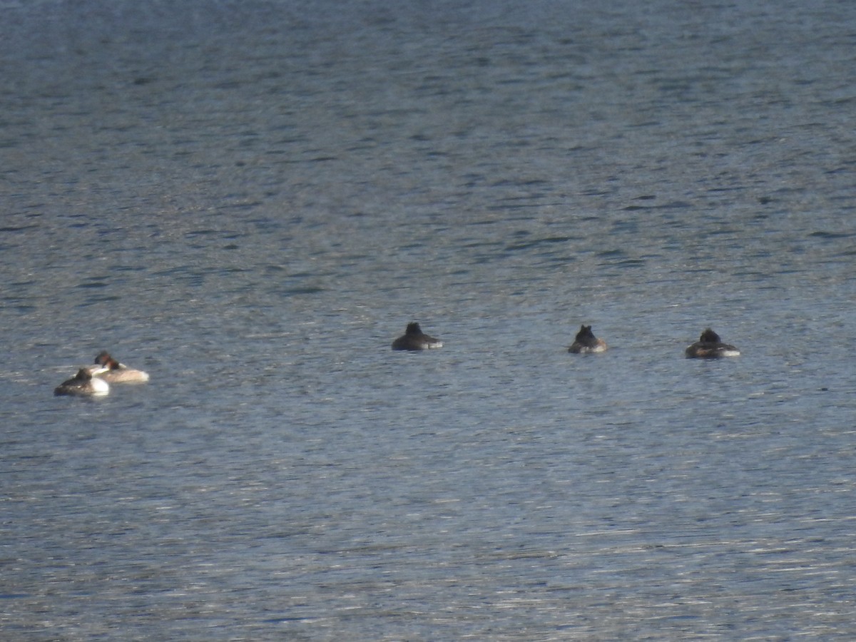 toppdykker - ML632472200