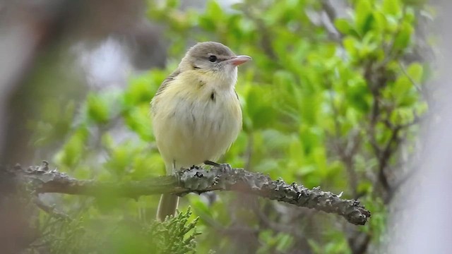 Bell's Vireo (Eastern) - ML632472250