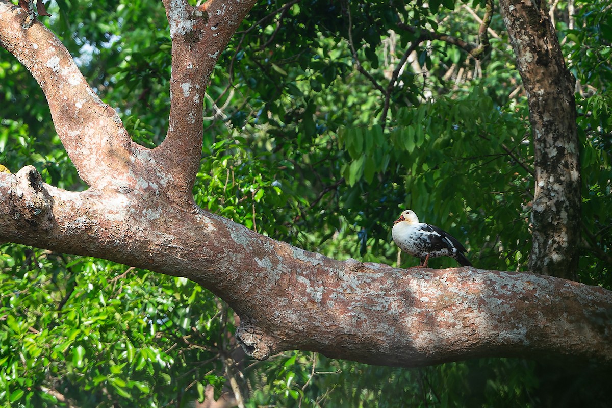White-winged Duck - ML632472275