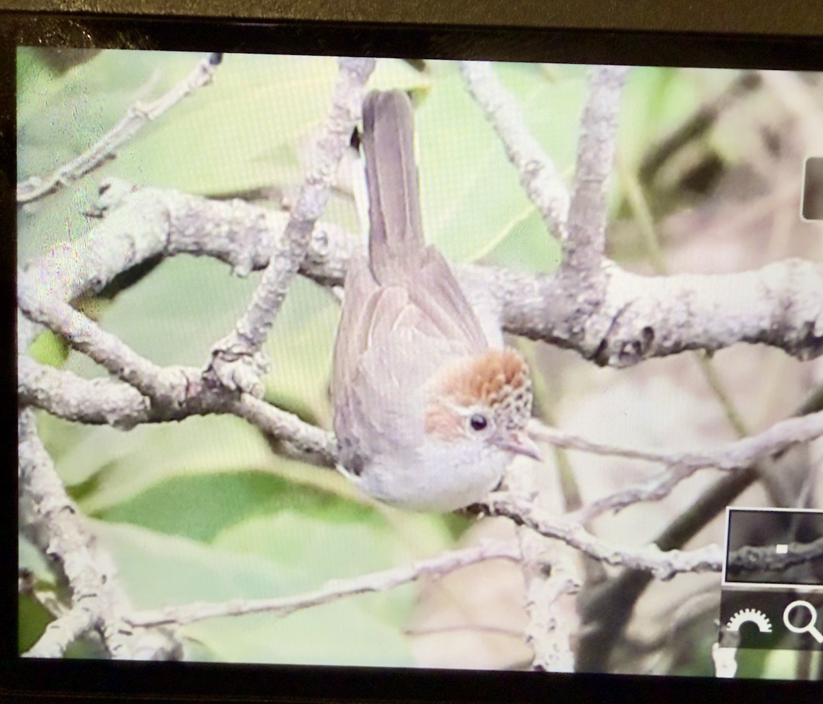 Striated Yuhina - ML632472289