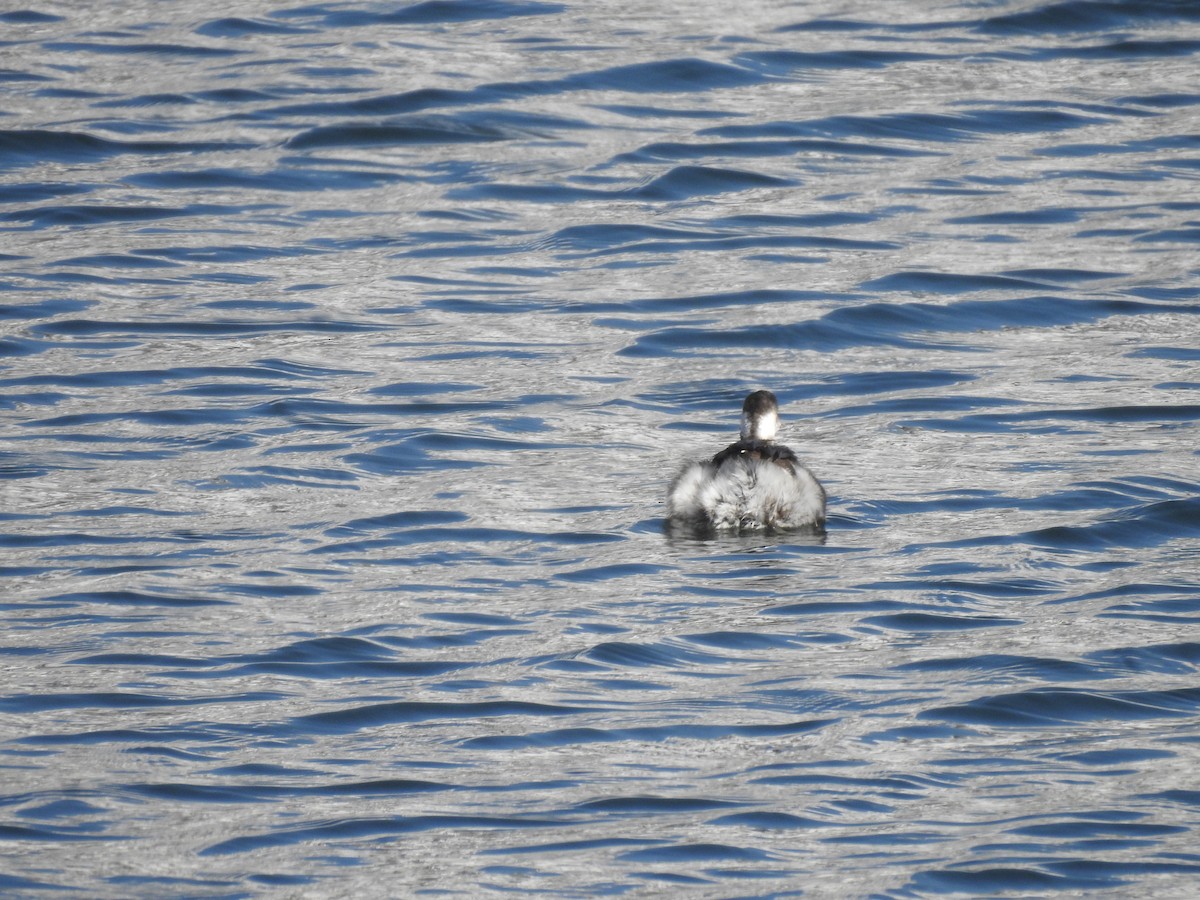 svarthalsdykker - ML632472324