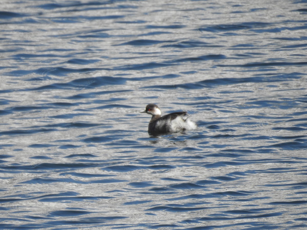 svarthalsdykker - ML632472328