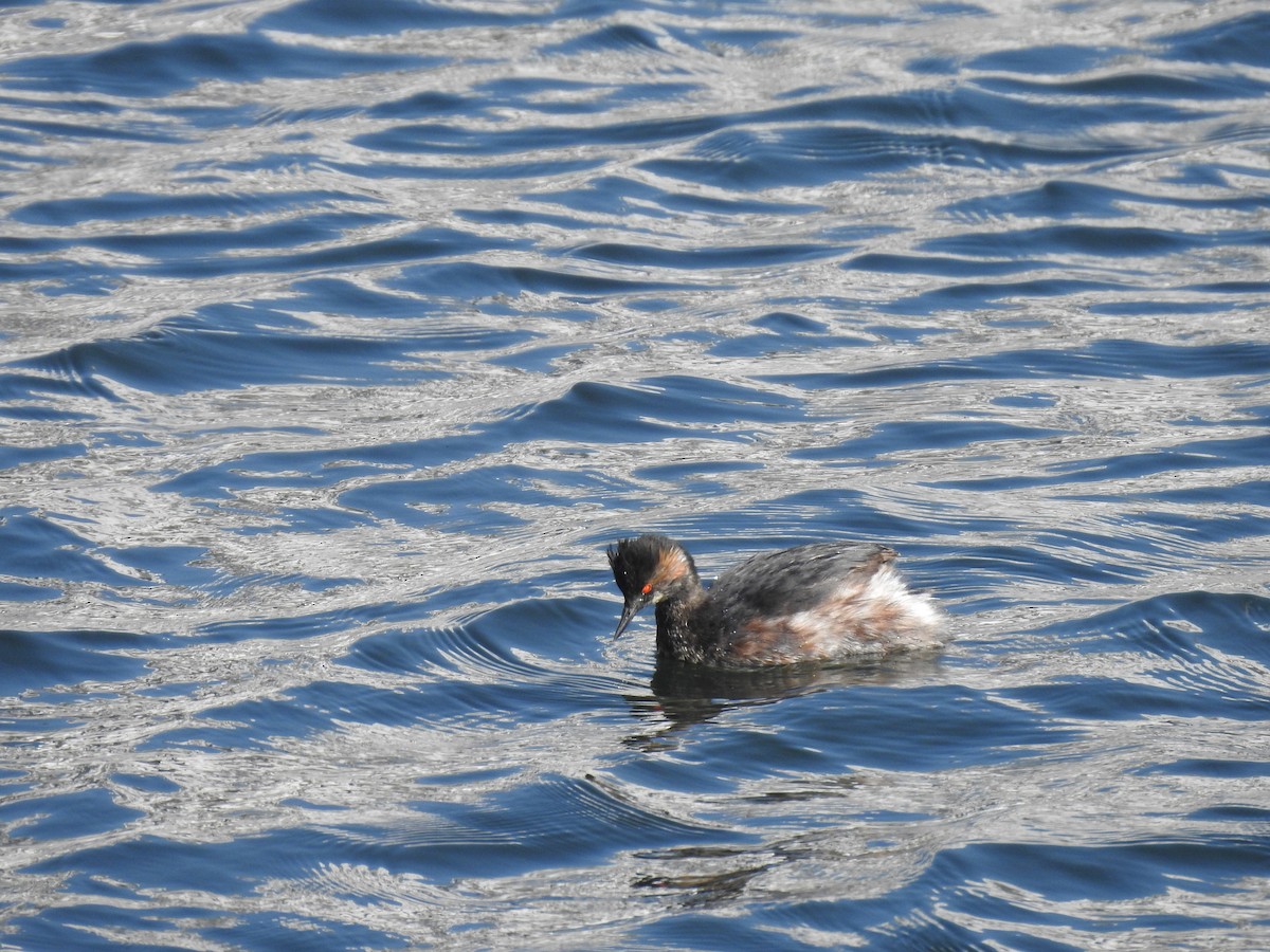 svarthalsdykker - ML632472339