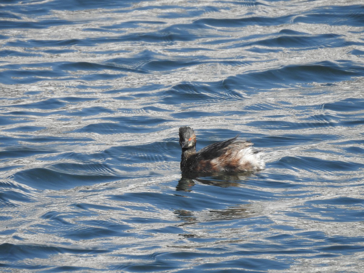 svarthalsdykker - ML632472347