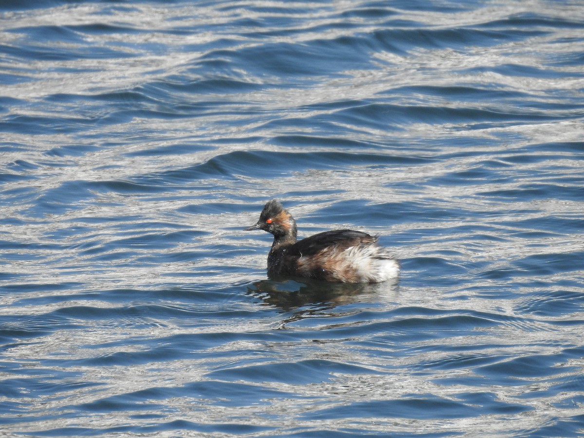 svarthalsdykker - ML632472365